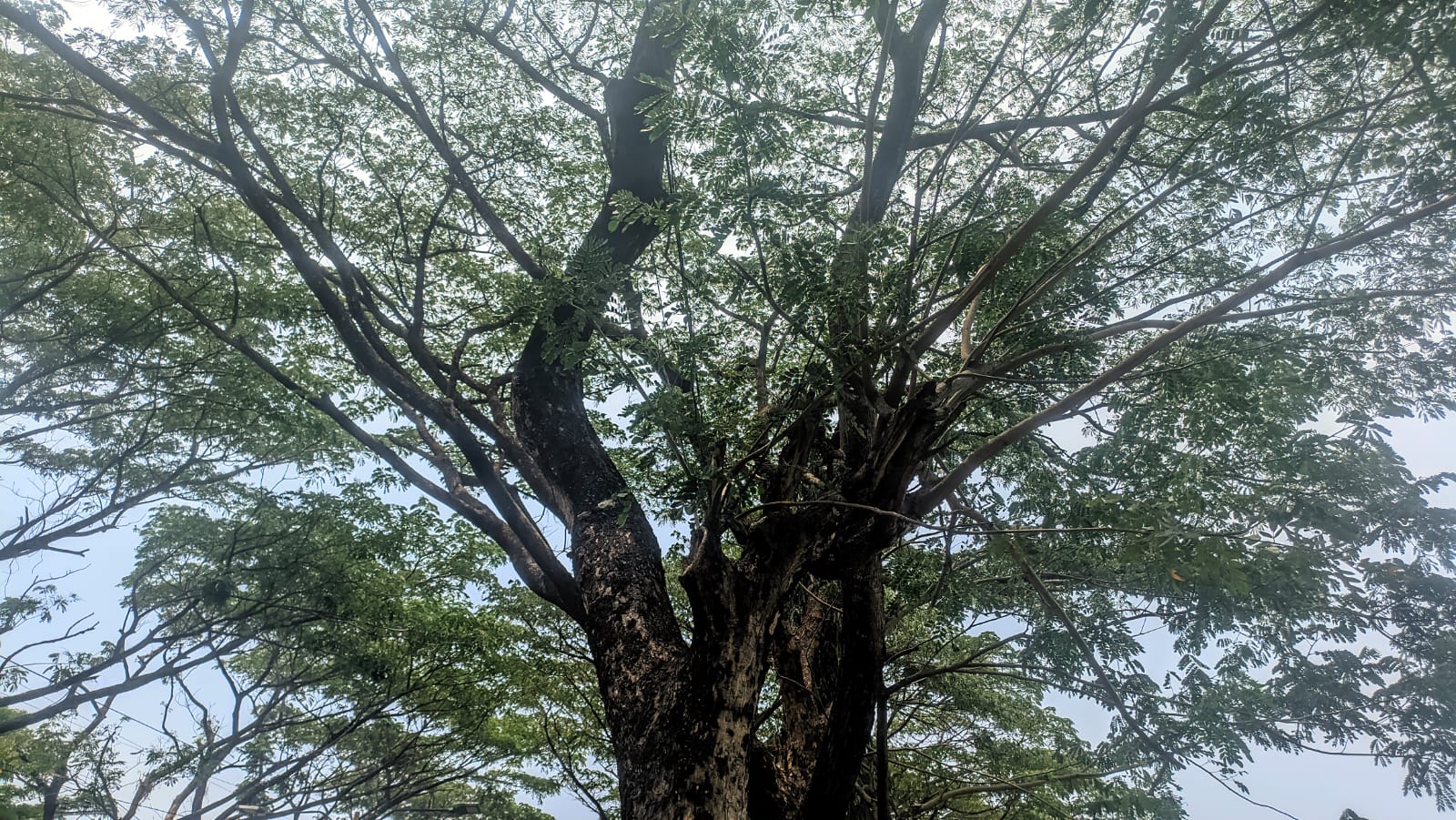 Pohon Hilang, Ekologi Dipertaruhkan: Aktivis PAKEM Minta Aktor Utama Kasus Ngrowo Diburu